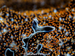 Even After All

Spotted Black Flatworm - Acanthozoon sp... by Stefan Follows 
